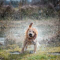 Keeping your furry friends cool and clean with a doggy outdoor shower